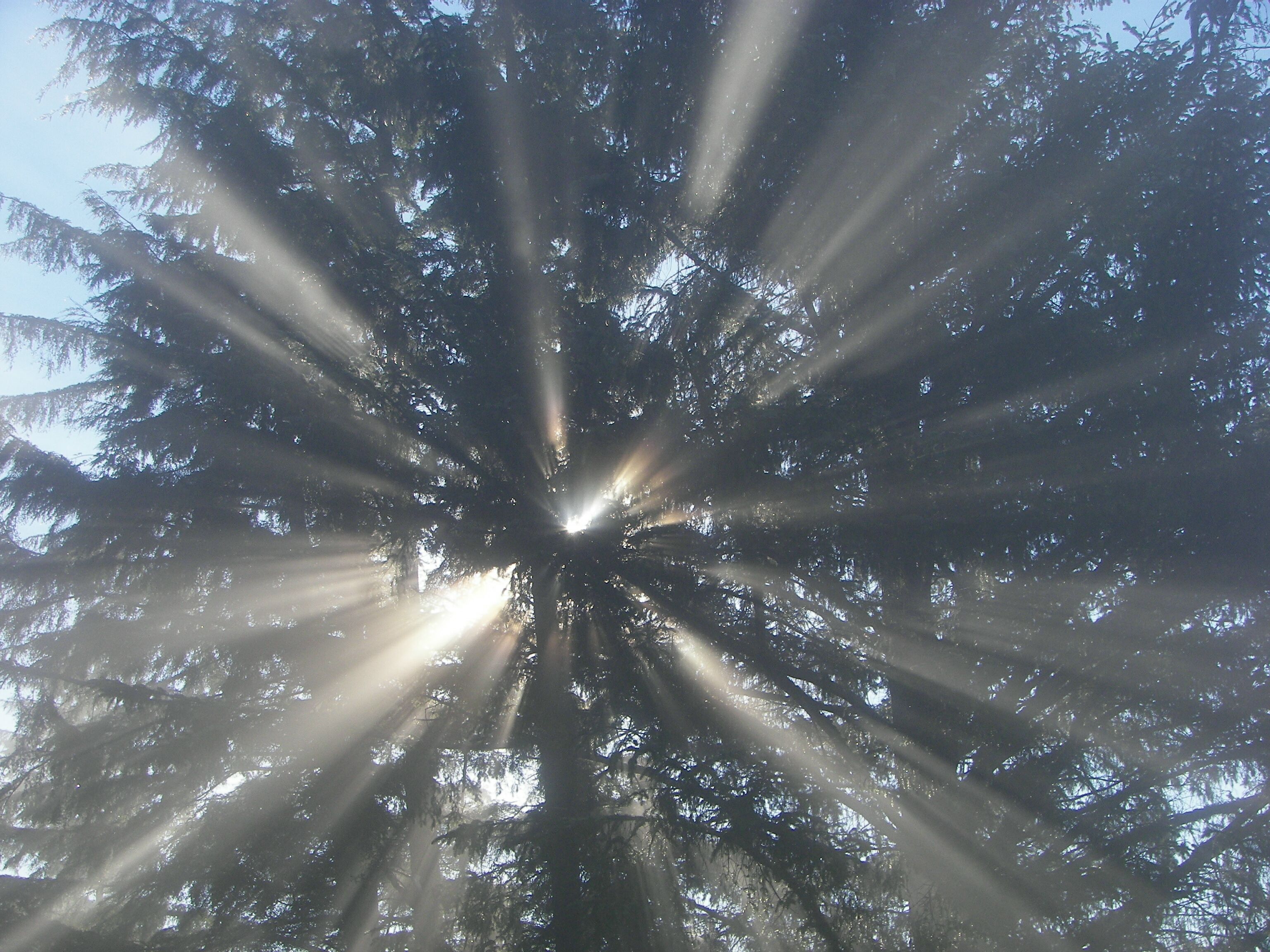 Sunshine through the tree tops